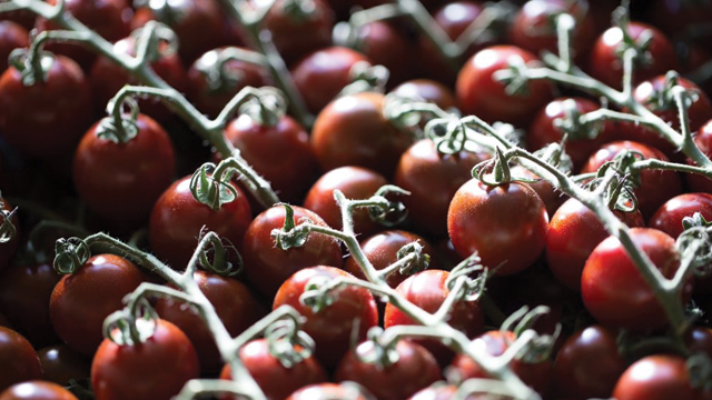 Cabernet Estate Reserve Tomatoes