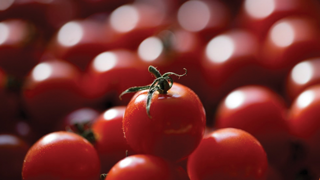 Cherry No. 9 Tomatoes
