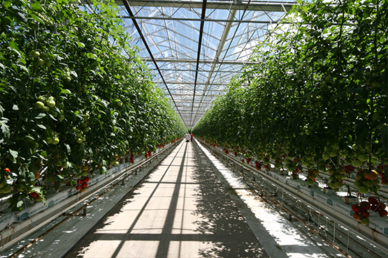 Marfa, TX Greenhouse