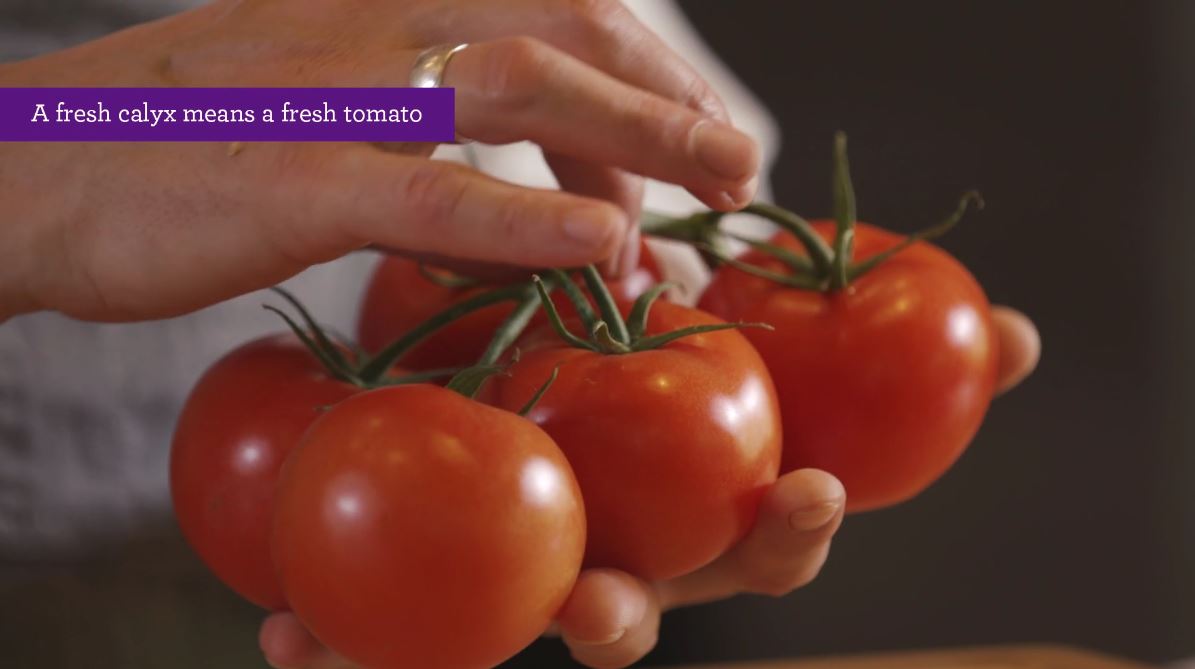 freshcalyx